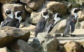 Dierenpark Wissel